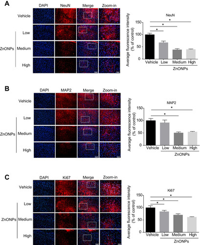 Figure 2 Pulmonary exposure to ZnONPs caused the reduced number of neurons in mouse cerebral cortex. After a single treatment of 3, 6, 12 μg/animal ZnONPs, cerebral cortex tissues were collected for immunofluorescence assay at post-exposure day 3. (A–C) Representative images obtained from immunofluorescence reflecting NeuN, MAP2 and Ki67 expressions in mouse cortex tissue. Average fluorescence intensities of NeuN, MAP2 and Ki67 were analyzed by Image-Pro Plus image analysis. Scale bar = 100 μm in original figures or 50 μm in zoom-in figures. Data were derived from at least three independent experiments and were reported as mean ± SD. *Denoted P< 0.05, compared with the vehicle control.