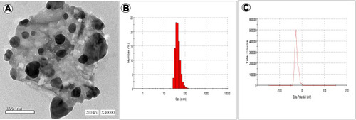 Figure 5 TEM (A), size distribution (B), and -potential (C) of Ag-NPs biosynthesized by Padina pavonica.zzzz