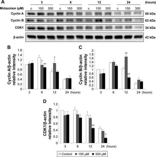 Figure 8 The involvement of cell cycle related proteins in midazolam-induced apoptosis in TM3 cells. TM3 cells were treated without or with different concentrations of midazolam (150 and 300 μM) for 3, 6, 12 and 24 hours. Cyclin A (55 kDa), cyclin B (63 kDa) and CDK1 (34 kDa) were detected by Western blot analysis (A). Immunoblot represents the observations from one single experiment repeated at least three times. The integrated optical densities (IOD) of cyclin A (B), cyclin B (C) and CDK1 (D) proteins were normalized with β-actin (43 kDa) in each lane. Each data point represents the mean ± SEM of three separate experiments. * and ** indicate statistical difference compared to control equivalent to p<0.05 and p<0.01, respectively, (c = control).