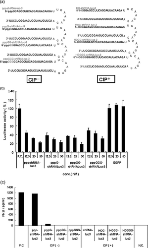 FIGURE 2 Lack of interferon induction by T7-transcribed shRNA. (a) The shRNA-luc constructs synthesized in these studies. We designed the pppGn (n = 0–3) associated with the 5′ end of the shRNA, which was transcribed by T7 RNA polymerase. We also designed the 5′-HOGn (n = 0–3) with the 5′ end of shRNA (removal of triphosphate by CIP). (b) The anti-luciferase activity of the pppGn (n = 0–3) associated with the 5′ end of shRNA-luc-3 in HeLaCD4+ cells. Firefly and Renilla luciferase activities were measured consecutively by using dual-luciferase assays (Promega) 48 h after transfection. (c) The residual amount of G associated with the 5′-end of the transcript is essential for the lack of interferon induction. HeLaCD4+ cells were transfected with 100 nM of pppGn (n = 0–3)-shRNAs or HOGn (n = 0–3)-shRNAs. The induced levels of IFN-β were determined by an ELISA.