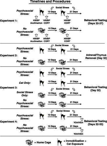 Figure 1 Timeline and procedures for Experiments 1–4. In Experiment 1, all rats were acclimated to the HR/BP apparatus prior to the experimental manipulations. Subsequently, rats were exposed to two acute stress sessions, comprised of immobilization during cat exposure (psychosocial stress; cat icon; n = 8) or home cage exposure (no psychosocial stress; rat cage icon; n = 10), that were separated by 10 days. We obtained blood samples and cardiovascular measurements from all rats following each of the two acute stress sessions. Psychosocially stressed rats were also given unstable housing conditions from Day 1 until the beginning of behavioral testing, which occurred three weeks after the second cat exposure. In Experiment 2, we repeated the explicit stress procedures from Experiment 1 (n = 10 per group) without performing blood sampling and cardiovascular measurements after each of the acute stress sessions. On Day 32, we assessed the effects of this paradigm on growth rate, as well as adrenal gland and thymus weight. In Experiment 3, groups of rats were given: (1) two inescapable cat exposures, in conjunction with daily social stress (psychosocial stress; n = 8), (2) two inescapable cat exposures, alone (cat only; n = 10), (3) two exposures to home cage, in conjunction with daily social stress (social stress only; n = 10) or (4) two exposures to home cage, alone (no psychosocial stress; n = 8) to determine whether both stress manipulations (i.e., inescapable cat exposure and daily social stress) were necessary to produce the observed effects on rat physiology and behavior. In Experiment 4, two groups of rats (psychosocial stress, n = 19 and no psychosocial stress, n = 20) were exposed to the same manipulations employed in Experiment 2. On Days 32 and 33, a subsection of each group of rats was injected with yohimbine (YOH: 10 and 12, respectively) or vehicle (VEH: 9 and 8, respectively) prior to behavioral testing.