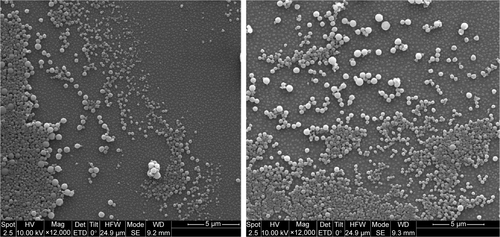 Figure S6 SEM micrographs and particle size distribution of PLGA nanoparticles synthesized with an interdigital micromixer at 10 milliseconds.Note: QA=QO, emulsification Ta =24°C.