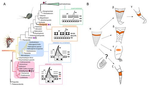 Figure 11. Evolutionary implications. A, Simplified consensus phylogram from a Bayesian analysis of lobopodian relationships and evolution of body cuticular organization. Stars mark lineages with cases of parallel evolution of segmental plates or sclerotization of body/limb units; purple stars correspond to non-articulating elements; bold magenta stars correspond to elements presenting overlap and/or articulation mechanisms. Greek letters refer to lobopod types in B. Both luolishaniids and hallucigeniids are considered suspension feeders, but with weaker overall morphoanatomical specialization in the latter (red to yellow branches); condition uncertain in Onychodictyon. Bold branches are extant. Boxed diagrams illustrate integumental structure in key groups: contrary to armoured hallucigeniids, armoured luolishaniids possess more or less strong and extensive sclerites around and between ‘cone-in-cone’ spines (sp), the endocuticular sclerite (ES), lying underneath the exocuticle (EX) and perhaps the upper part of the endocuticle (EN). The whole cuticle is produced and fed by the epidermis (ED), which is composed of specialized housekeeping cells for large cuticular structures like spines, and provides macromolecules and notably lipids to the cuticular envelop through pore canals (pc); heterotardigrades have their ‘exocuticle’ (or inner epicuticle, IE) forming fibrillous pillars and a more flexible ‘endocuticle’ (intra- and procuticle, I + P); in euarthropods, the entire cuticle is more sclerotized and constituted of chitinous laminae throughout, although the more rigid exocuticle commonly also rests atop a more flexible endocuticle. Hallucigenia sparsa illustration by Danielle Dufault © ROM, Kerygmachela kierkegaardi by © Rebecca Gelernter (nearbirdstudios.com), used with permission. B, Disparity and hypothetical origins of walking limb morphotypes across panarthropods. The onychophoran lobopod (α) serves here as general morphological reference for the plesiomorphic limb condition (regardless of the distinction between elongate and shorter, conical forms). The annulus (orange) is its external constitutive unit. In Entothyreos (β, γ), posterior limbs have more strongly sclerotized annuli with some degree of differentiation (β), while the annuli of posterior-most lobopods are all longer and overlapping (γ). Arguably, the latter represents a greater degree of transformation of the former. In Diania (δ), annuli also form stronger units which also bear spines. In tardigrades (ε), there are no visible external divisions of the limbs, and thus the ancestral annulus is considered assimilated within the uniform outer cuticle. In arthropods (ζ), we construe that the annulus unit may evolutionarily correspond to a podomere, despite differences in internal structure (such as muscle attachments). The question mark denotes that the origin of the endopod and the arthropod limb as a whole remains debated, and that lobopod flaps may represent morphological intermediaries.