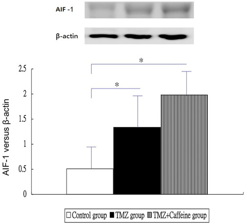 Figure 4. Western blotting of AIF-1 in three groups at day 14. The AIF expressions of TMZ group and TMZ plus Caffeine group were higher significantly than that of the control group (P = 0.016 and <0.001, respectively). But, the AIF expression of TMZ plus Caffeine group was not significantly higher than that of TMZ group (P = 0.076).