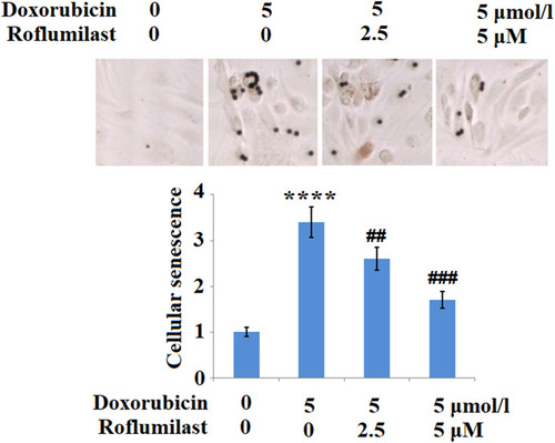 Figure 6 Roflumilast prevents Doxorubicin-induced cellular senescence in H9c2 cardiac cells. Cells were treated with 5 μmol/l Doxorubicin in the presence or absence of Roflumilast (2.5, 5 μM) for 24 hours. Cellular senescence was measured using senescence-associated β-galactosidase (SA-β-Gal) staining (****P<0.0001 vs vehicle control; ##, ###P<0.01, 0.001 vs Doxorubicin treatment).