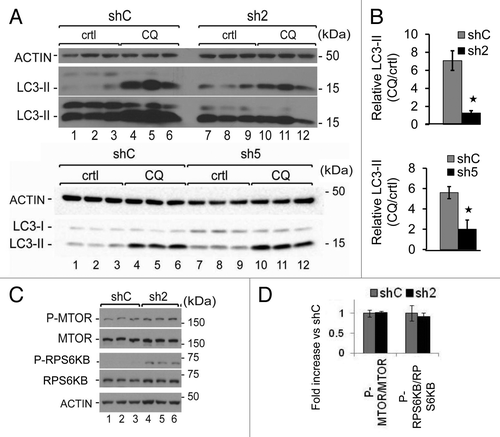 Figure 3. GABARAPL1 knockdown inhibits autophagic flux without changing MTOR signaling. (A) MDA-MB436-shC, sh2, and sh5 cells were cultured for 5 h in the presence (lanes 4 to 6 and 10 to 12) or absence (lanes 1 to 3 and 7 to 9) of the lysosome inhibitor chloroquine (40 μM). Total proteins (25 µg) were separated on 12% SDS-PAGE gels followed by immunoblotting with anti-LC3 and anti-ACTIN antibodies and the ECL Plus reagent. A representative experiment of 3 performed is shown. (B) The autophagy flux was determined as the levels of LC3-II in the presence of chloroquine divided by the levels of LC3-II in absence of chloroquine. *P < 0.05, vs shC (n = 3). (C) MDA-MB436-shC and sh2 cells were cultured for 24 h at 37 °C and 5% CO2 then total proteins (25 µg) were separated on 12% SDS-PAGE gels followed by immunoblotting with anti-phospho-MTOR, anti-MTOR, anti-phospho-RPS6KB, anti-RPS6KB, and anti-ACTIN antibodies and the ECL Plus reagent. A representative experiment of 3 performed is shown. *P < 0.05, vs shC (n = 3). (D) Quantification of the signals observed on the western blot in (C) (n = 3).