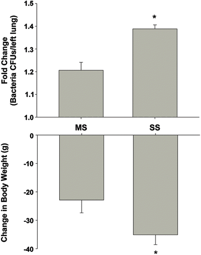 Figure 2.  Comparison of the response to L. monocytogenes following gas metal arc (GMA)-mild steel (MS) or -stainless steel (SS) welding fume pre-exposure. Rats were exposed by inhalation to either GMA-MS or GMA-SS fume at 40 mg/m3 for 3 h/day for 3 days and then challenged with L. monocytogenes infection. At 3 days post-infection, colony-forming units (CFU) increased significantly and body weight decreased with exposure to either fume (adapted from Antonini et al., Citation2007, 2009). When represented as fold change from respective air-exposed L. monocytogenes challenged sham, there was a greater effect following GMA-SS welding fume exposure compared to GMA-MS; *p < 0.05 MS vs SS.