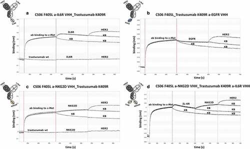 Figure 3. Biolayer interferometry analysis of simultaneous antigen binding of tri- and tetraspecific DB-VHHs. (a), (b) and (c) show exemplary sensorgrams for trispecific molecules and (d) a tetraspecific DB-VHH. The first association step represents binding of the DB-VHH (200 nM) via its CS06 paratope to biotinylated c-MET immobilized to streptavidin biosensors. Second (and third for (D)) association step is performed using an IL6R, EGFR or NKG2D recombinant protein (200 nM). The last association step is performed using HER2 (200 nM). Kinetic buffer (KB) controls were applied as negative controls for each association step.