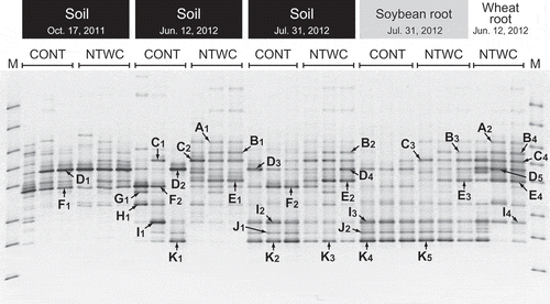 Figure 1. DGGE profiles of AMF 18S rRNA genes amplified from the soil and plant roots. Bands indicated with arrows were sequenced, and those with the same alphabet had an identical sequence. The subscript numbers of each band are omitted in other figures. M, DGGE marker IV (Nippon Gene, Tokyo, Japan); CONT, control; NTWC, no-till cultivation after winter wheat cover cropping.