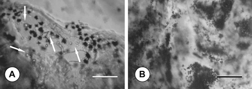 Figure 4 Phase-contrast micrographs demonstrating the dark blue formazan crystals formed from MTT inside sponge pores after 14 days of dynamic culture: in (A) standard, (B) TGF-β 1-containing medium; scale bars: 200 μ m. Note the round-shaped chondrocytes (arrows) at the vicinity of the formazan crystals.