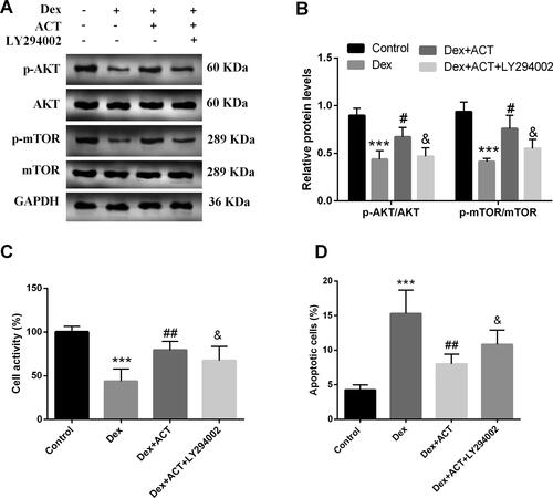 Figure 5. The PI3K inhibitor LY294002 reverses the protective effect of ACT on osteoblast activity andapoptosis. A and B. Western blot analysis of LY294002 action on the ACT-induced PI3K/AKT/mTOR signaling pathway key protein levels and quantification. The CCK-8 assay (C) and flow cytometry (D) to assess the effect of LY294002 on osteoblast activity and apoptosis. ***P < 0.001 vs. Control; #P < 0.05, ##P < 0.01, ###P < 0.001 vs. Dex, & P < 0.05 vs. Dex + ACT.