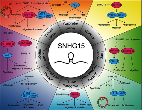 Figure 1 The molecular mechanisms of SNHG15 in different human cancers.Abbreviations: SNHG15, small nucleolar RNA host gene 15; MALAT1, metastasis associated in lung adenocarcinoma transcript 1; ZFAS1, ZNFX1 antisense RNA 1; ceRNA, competing endogenous RNA; CRC, colorectal cancer; COAD, colon adenocarcinoma; GC, gastric cancer; HCC, hepatocellular carcinoma; NSCLC, non-small cell lung cancer; OS, osteosarcoma; EOC, epithelial ovarian cancer; PC, pancreatic cancer; PDAC, pancreatic ductal adenocarcinoma; PTC, papillary thyroid carcinoma; RCC, renal cell carcinoma; EMT, Epithelial to mesenchymal transition; MMP, matrix metalloproteinase; SNAI1, snail family transcriptional repressor 1; VEGFA, vascular endothelial growth factor A; CDK, cyclin-dependent kinase; Bax, Bcl-2-associated X protein; Bcl-2, B-cell lymphoma 2; PARP, poly(ADP-ribose) polymerase; EZH2, enhancer of zeste homolog 2.