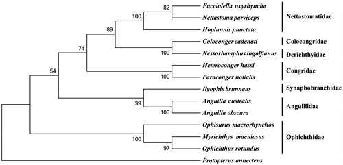 Figure 1. Phylogenetic tree of order Anguilliformes, with an African lungfish Protopterus annectens as an outgroup. The topology of phylogenetic tree was inferred from neighbour-joining method.