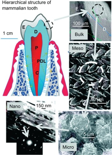 Figure 2 Hierarchical architecture of mammalian enamel. Enamel (E) is the outermost layer at the crown of the tooth and resides above the dentin (D). The pulp (P) contains nerves and blood vessels, while the cementum (C) is the outermost layer of mineralized tissue surrounding the root of the tooth allowing the tooth to be anchored to the jawbone through the periodontal ligament (PDL). The bulk image depicts the enamel organ, the transition across the dentin–enamel junction, and the dentin below. On the mesoscale level, prismatic enamel consisting of weaving of rods (or prisms) that range from 3 to 5 μm in diameter can be visualized. Upon further magnification, the micrometer scale shows the composition of a single rod. The nanometer scale reveals a highly organized array of individual HA crystallites (~30 nm thick, 60 nm wide, and several millimeters in length), which are preferentially aligned along the c-axis.Copyright (c) 2008, MRS Bulletin Reproduced with permission from Tamerler C, Sarikaya M. Molecular biomimetics: genetic synthesis, assembly, and formation of materials using peptides. MRS Bull. 2008;33(5):504–510.