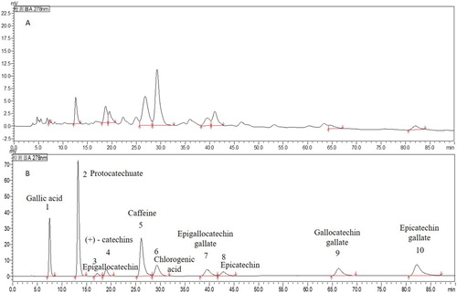 Figure 1. HPLC chromatogram of phenolic compounds present in the extract of Debregeasia orientalis leaves (A) The extract of Debregeasia orientalis leaves; (B) Standard substances.