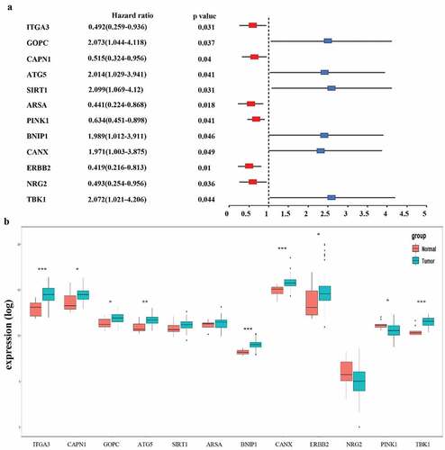 Figure 3. Selection of autophagy genes associated with the survival of esophageal adenocarcinoma by univariate Cox regression analysis. (a) Forest plot of autophagy genes associated with TCGA-EAC survival. (b) Differential expression of the 12 selected genes between normal and EAC tissues