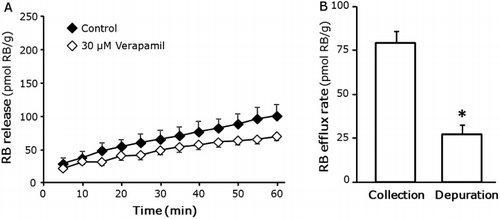 Figure 3 The activity of the MXR system in snails after a 7 d period of laboratory depuration. A, Efflux of RB assay was performed either in dechlorinated water or in 30 µM verapamil after a depuration period of 7 d. Bars represent standard deviation of the mean (n = 4). B, The MXR-related efflux rate of RB was determined in organisms tested on collection day and following laboratory depuration (7 d). Data represent the difference between the total efflux and the remaining efflux following verapamil inhibition for both conditions.