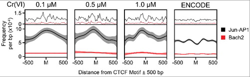 Figure 3. Proximal regions surrounding differentially accessible CTCF sites exhibit increased AP-1 motif density. CTCF sites were extracted from each set of differentially accessible peaks and subsequently used to measure the density of AP-1, Jun-AP1 and BACH2 motifs relative to each site ± 500 bp using HOMER [Citation35]. The top panel represents the average frequency score for each motif in 20-bp bins. The panel below shows a smoothed model for the same data, generated using the smooth feature and generalized additive model method in ggplot2 [Citation65] with no specified bin size. Jun-AP1 and AP-1 exhibit very similar trends among all conditions, thus only the Jun-AP1 results are shown. The number of CTCF sites represented in each graph from left to right is 1,354; 862; 1,525; and 21,901 respectively. ENCODE motif locations were derived from the adult CTCF ChIP-seq data, ENCSR000CBU.