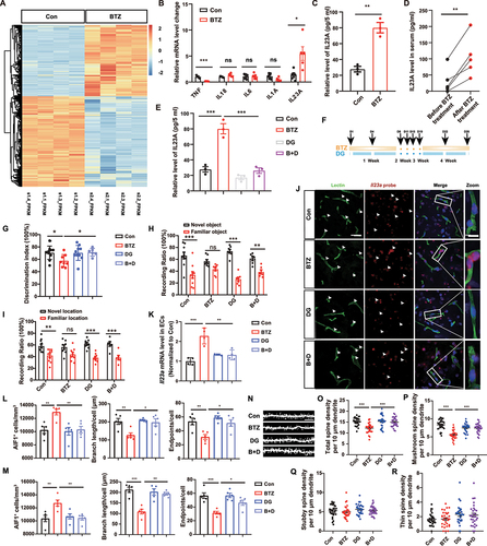 Figure 6. Digoxin rescues bortezomib-induced microglial activation and cognitive dysfunction by inhibiting IL23A inflammatory signal in vascular endothelial cells. (A) Heatmap showing differentially expressed genes in the inflammatory signaling pathway. (B) TNF, IL18, IL6, IL1A and IL23A mRNA level in control or BTZ-exposed HBMECs. The data were normalized to mRNA expression compared to the control (mean ± SEM; n = 5 independent experiments; * P < 0.05, *** P < 0.001, ns, not significant; unpaired Student’s t-test). (C) ELISA assessment of IL23A in the culture medium of control or BTZ-treated HBMECs. The results are expressed as the absolute concentrations compared with the control group (mean ± SEM; n = 3 independent experiments; ** P < 0.01; unpaired Student’s t-test). (D) ELISA assessment of patient serum before and after BTZ administration. The results are expressed as the absolute concentrations compared with the same patient before BTZ treatment (mean ± SEM; n = 5 patients; ** P < 0.01; unpaired Student’s t-test). (E) ELISA assessment of the culture medium of HBMECs with or without digoxin treatment in the presence of BTZ (mean ± SEM; n = 3 independent experiments; *** P < 0.001; one-way ANOVA with Tukey’s multiple comparisons test). (F) Schematic illustration of BTZ and digoxin administration strategies in mice. (G) Quantification of spontaneous alternation behavior in the Y-maze with or without BTZ or digoxin treatment (mean ± SEM; n = 6–10 mice per group; * P < 0.05; one-way ANOVA with Tukey’s multiple comparisons test). (H) Quantification of the time spent exploring the familiar or novel object with or without BTZ or digoxin treatment during the NORT (mean ± SEM; n = 6–10 mice per group; ** P < 0.01, *** P < 0.001, ns, not significant; two-way ANOVA with Sidak’s multiple comparisons test). (I) Quantification of the time spent exploring the familiar or novel location with or without BTZ or digoxin treatment during the OLT (mean ± SEM; n = 6–10 mice per group; ** P < 0.01, *** P < 0.001, ns, not significant; two-way ANOVA with Sidak’s multiple comparisons test). (J) Representative images of Il23a mRNA (red) and Lectin-labeled (green) hippocampus vascular endothelial cells, as determined by RNAscope. Scale bar: 20 μm; magnified image: 10 μm. (K) Quantification of the Il23a mRNA level in Lectin+ ECs in (J) (mean ± SEM; n = 4 mice per group; ** P < 0.01, *** P < 0.001; one-way ANOVA with Tukey’s multiple comparisons test). (L and M) Quantification of AIF1-postive microglia in CA1 (L) and CA3 (M) of hippocampus (mean ± SEM; n = 5 mice per group; * P < 0.05; ** P < 0.01, *** P < 0.001 one-way ANOVA with Tukey’s multiple comparisons test). (N) Representative images showing dendritic segments by Golgi staining. Scale bar: 10 μm. (O-R) Quantification of the total spine density (O), mushroom (P), stubby (Q) and thin (R) spines in (N) (mean ± SEM; n = 25 dendritic segments from 3 mice per group; *** P < 0.001; one-way ANOVA with Tukey’s multiple comparisons test).