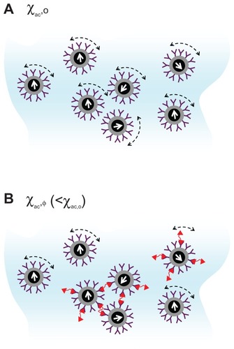 Figure 1 Illustration of mechanism of immunomagnetic reduction to detect biotargets. (A) Each magnetic nanoparticle oscillates individually with the applied alternative-current magnetic field before binding with biotargets. (B) Portions of magnetic nanoparticles become larger due to the binding with biotargets. The bound magnetic nanoparticles in (B) contribute to the reduction in the alternative-current magnetic susceptibility of the reagent.