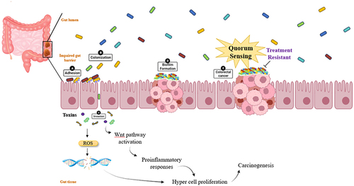 Figure 3. Role of bacteria and their metabolites in the causation and progression of CRC.