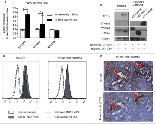 Figure 3. Hypoxia-induced regulation of BTN3A isoforms and BTN3A surface expression. (A) Transcriptional analysis by qRT PCR of the 3 BTN3A isoforms expression in PANC-1 and MiaPACA2 under hypoxia. Data were normalized using Peptidylprolyl isomerase A (PPIA) as an endogenous control; (ΔCt = Ct target gene – Ct PPIA) and fold change (2−ΔΔCt) was established using the expression of the matched-BTN3A isoform in normoxia as a calibrator gene. Results were expressed as median 2−ΔΔCt ± interquartile range and statistical significance was established using Mann Whitney U Test. *p < 0.05. Cumulative data from 2 independent cell lines performed in duplicate. (B) Western-blot analysis of total protein extracts of Pancreatic Ductal Adenocarcinoma (PDAC) cells line PANC-1 in normoxic and hypoxic conditions. Extracts were loaded in 10% SDS PAGE gel and membranes were hybridized with anti-BTN3A mAb, anti-HIF1α and anti-ɣtubulin as a loading control. BTN3A knock-down HEK293FT (sh#284; clone#30) transiently transfected with BTN3A1 m, BTN3A2 m, BTN3A3 m are used as size controls. (C) Flow cytometry analysis of BTN3A surface expression in PANC-1 and in PDAC PDX CRCM 04-derived cell lines, under normoxia (dashed line) and hypoxia (full line). Control isotype (open histogram) and anti-BTN3A mAb (filled histogram) are depicted. Representative data from 3 independent experiments. (D) BTN3A and PDZ staining of hypoxic regions in PDX tumor CRCM05. (Magnification 10X).