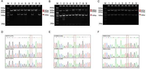Figure 2 Genotyping results of patients with MTHFR C677T, A1298C and MTRR A66G and validation of PCR product sanger sequencing. (A): The SNP of MTHFR C677T (rs1801133). M: Markers: 20bp; lanes 1, 3, 4, 5, 7, 9 heterozygotes alleles (CT); lanes 2, 6, 7 mutant homozygotes alleles (TT); (B): The SNP of MTHFR A1298C (rs1801131). M: Markers: 20bp; lanes 1, 2, 4, 6, 8 wild type homozygotes (AA); lanes 3, 5, 7, 9 heterozygotes alleles (AC); (C): The SNP of MTRR CA66G (rs1801394). M: Markers: 20bp; lanes 1, 2, 3, 4, 8, 9 wild type homozygotes (AA); lanes 3,6,7 heterozygotes alleles (AG). (D): Sanger sequencing chromatogram of patient samples in the MTHFR C677T polymorphism showing three genotypes (CC, CT, TT). (E): Direct sequencing chromatogram of patient samples in the MTHFR A1298C polymorphism showing two genotypes (AA, AC). (F): Direct sequencing chromatogram of patient samples in the MTRR A66G polymorphism showing two genotypes (AA, AG).