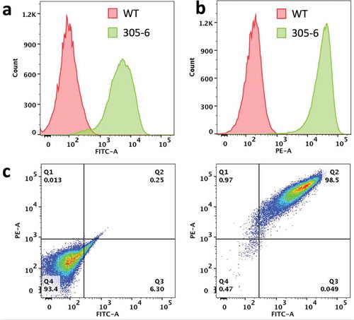 Figure 1. Expression of human FcRn heavy chain and B2M in the clonal MDCK cell line (MDCK-hFcRn; 305-6). (a) Flow cytometry histogram of cell surface expression of B2M in WT and 305-6 cells. (b) Flow cytometry histogram of cell surface expression of FCGRT in WT and 305-6 cells. (c) Flow cytometry data represented as a dot-plot: cell surface expression of FCGRT (y-axis) and B2M (Xx-axis) in WT (left panel) and 305-6 (right panel) cells.