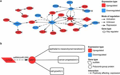 Figure 5. Analysis of transcription factor (TF) and long non-coding RNA (lncRNA) regulation for intersected genes. (a) network formed by six key transcription factors and their target genes. (b) possible long non-coding RNA (lncRNA) regulation in OA. CYTOR acts as competing endogenous RNA (ceRNA) to positively affect NRP1 expression by sponging with miR-206