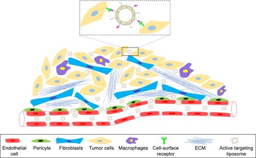 Figure 3 Targeting tumor cells using ligand-directed liposomes.Abbreviation: ECM, extracellular matrix.