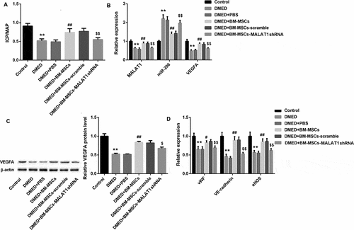 Figure 6. Effect of MALAT1 silencing on ED in vivo.