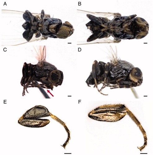 Figure 6. Leptometopa latipes adults. Male in ventral (A) and lateral (C) view. The arrow shows the yellowish ring in the foreleg. Female in ventral (B) and lateral (D) view. L. latipes hind tibia: male (E) and female (F) (scale bar 100 µm).