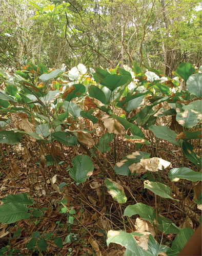 Figure 4. The picture shows large plantations of thaumatococcus danielli or ewe-iran in Aba-Oke, for growing the popular leaves for storing local pap and bean pudding among indigenous Yoruba communities.