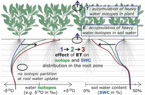 Figure 1. Soil water content (SWC) and isotopic ratio profile changes due to evapotranspiration (ET): Transpiration (T) is considered to reduce SWC without changing the soil water’s isotopic composition. Evaporation (E) causes isotope fractionation and shifts in both the SWC and its isotopic composition.