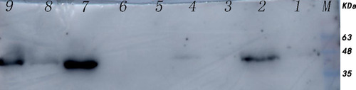 Figure 4 Western blotting of Rv1453 protein. M: DL500bp DNA Marker, lane1: segments qor gene promoter region, lane2: segment of qor promoter region and Rv1453 protein mixture (DNA: protein=1:5), lane3: segment of Rv1455 gene promoter region, lane4: segment of Rv1455 promoter region and Rv1453 protein mixture (DNA: protein=1:5), lane5: segment of qor promoter region and Rv1453 protein mixture (DNA: protein=10:3), lane6: segment of Rv1455 promoter region and Rv1453 protein mixture (DNA: protein=10:3). The arrows indicate the shift bands.