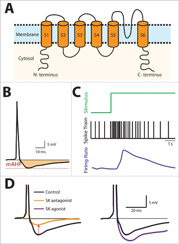 Figure 1. Summary of SK channel structure and effect on neuronal excitability and spike frequency adaptation. (A) Schematic of an SK Channel showing its basic structure consisting of 6 transmembrane domains. (B) SK channels are activated by increases in the intracellular calcium concentration following action potential firing and give rise to an after-hyperpolarization (AHP) (shaded region). (C) Stimulus (top, green), spiking activity (middle, black), and filtered firing rate (bottom, blue). In response to a step increase in the stimulus, there is an initial increase followed by a gradual decrease in spiking activity and firing rate during the step that is known as spike frequency adaptation (SFA). (D) SK channel antagonist application reduces the AHP while SK channel agonist application instead increases the AHP.