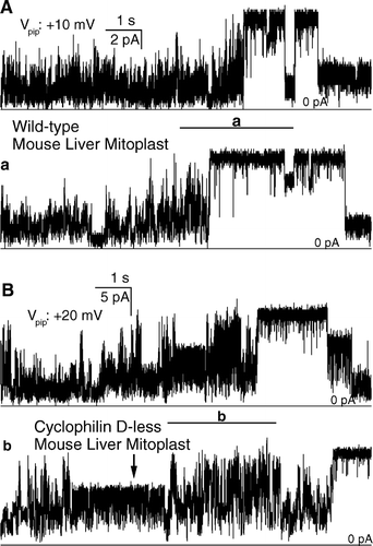 Figure 2.  The mitochondrial megachannel can alternate between well-behaved and unruly activity, regardless of the presence of Cyclophilin D. Representative current traces (sampling: 5 KHz; filter: 1 KHz). Segments indicated by lower case letters are shown at expanded time scale. (A) recording from a wild-type mitoplast. (B) from a CypD- mitoplast. [KCl]: 125 mM. Note in panel B the temporary appearance of the “half-conductance state” in the midst of noisy activity (arrow).