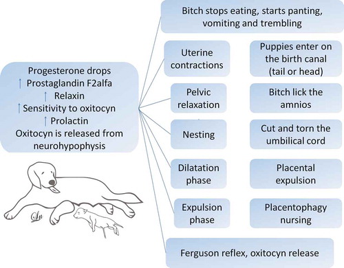 Figure 1. The behavioural repertoire of the bitch at birth. In order to trigger labour, there must be a decrease in the progesterone, followed by the increase of the prostaglandin F2, which creates an increase in the oxytocin sensitivity in the bitch’s uterus. At this moment, the dog begins with the construction of the nest or to move away to some dark place. Likewise, it increases the prolactin, and the release of oxytocin from the neurohypophysis, and with signs of fainting, vomiting, inappetence, trembling, and uterine contractions start. Here it is when the dilation phase begins. Subsequently, the expulsion phase and the Ferguson reflex are activated, with more release of oxytocin; uterine contractions emerge, and the fetus places itself, either anteriorly or posteriorly in the birth canal. The bitch starts to lick her vulva and to break the amnion, she cuts and tears the umbilical cord, and subsequently, there is the placental expulsion, the bitch eats the placenta, and because of the relaxin, prolactin, and oxytocin stimulus, the lactation starts.