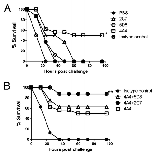 Figure 6. Passive mAb protection in mice against TcdA toxin challenge. (A) Passive protection experiments were conducted with individual mAb 2C7, 5D8 and 4A4 and negative controls PBS and mouse Ig isotype control matching mAb . * indicates a statistically significant difference (p < 0.05) compared with the negative controls (PBS or isotype Ig control groups). (B) Passive protection experiments were conducted with individual mAb 4A4 or a mixture of two mAb 4A+5D8 or 4A4+2C7, in addition to the Ig isotype control. ** indicates a statistically significant difference (p < 0.05) compared with the mAb 4A4 alone group. There were 24 Balb/C mice in 4A4 group and 8 mice/group in other groups.