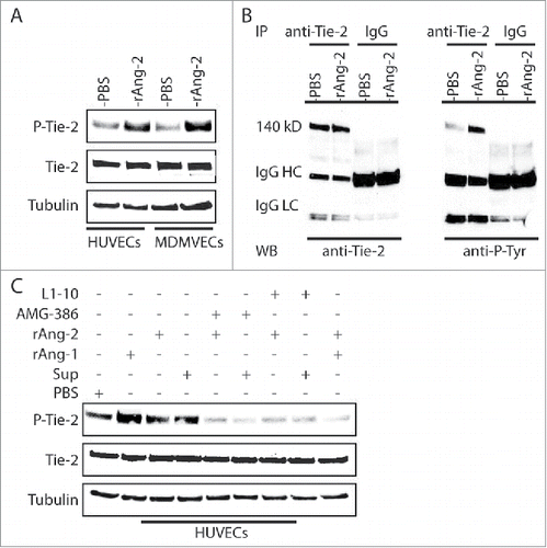 Figure 2. Ang-2 from TIVE-KSHV cells induces tyrosine phosphorylation of Tie-2 in both human and mouse endothelial cells. A, Western blot detection of Tie-2 and phosphorylated (Tyr992) Tie-2 (P-Tie-2) in human and mouse endothelial cells. HUVECs and MDMVECs were cultured in their corresponding medium without growth factors and with 0.5% FBS for 12 hours, followed by stimulation with PBS (control) or recombinant human Ang-2 (rAng-2, 100 ng/ml) at 37°C for 30 minutes and subsequent Western blot detection with antibodies to Tie-2, P-Tie-2, and β-tubulin. B, Immunoprecipitation (IP) of Tie-2 from total protein lysates of HUVECs that were stimulated as described in A with a mouse monoclonal anti-Tie-2 antibody or IgG as control. The IP products were then analyzed by SDS-PAGE and Western blot detection (WB) with the same antibody to Tie-2 and a mouse monoclonal antibody to phosphorylated tyrosine (4G10). Mouse IgG heavy (IgG HC) and light chain (IgG LC) bands are indicated. C, Western blot detection of Tie-2, P-Tie-2, and β-tubulin from HUVECs that were stimulated with PBS (control), recombinant Ang-1 (rAng-1, 100 ng/ml), rAng-2 (100 ng/ml), or supernatant of TIVE-KSHV cells (Sup), in the presence or absence of AMG-386 or L1-10 at 1 µg/ml for 30 minutes respectively.