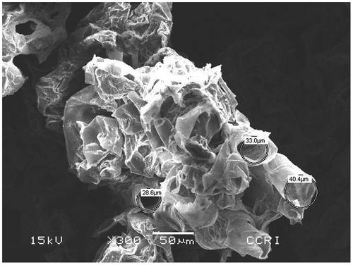 Figure 1. Scanning electron microscopic (SEM) photograph of raw coir pith at 50 μm magnification before adsorption of heavy metals.