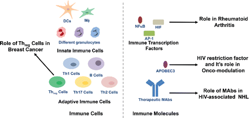 Figure 1. Immune cells and molecules in Rheumatoid Arthritis, Cancer and in Cancer Immunotherapy: Dendritic cells, DCs; Macrophages, Mφ; T helper, Th; T helper regulatory, Threg; Nuclear factor-κB, NF-κB; Activator protein-1, AP-1; Hypoxia-inducible factor, HIF; and Apolipoprotein B editing complex 3, APOBEC3.