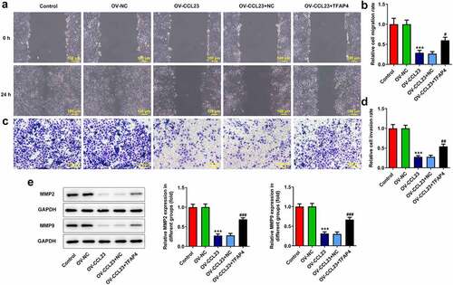 Figure 4. Overexpression of CCL23 inhibits hepatocellular carcinoma cell migration. (a and b) The cell migration rate was analyzed in Huh-7 cells transfected with Ov-NC, Ov-CCL23 and Ov-CCL23 plus Ov-TFAP4 by wound healing assay (magnification, ×100). (c and d) The cell invasion rate was analyzed in Huh-7 cells transfected with Ov-NC, Ov-CCL23 and Ov-CCL23 plus Ov-TFAP4 by Transwell assay (magnification, ×100). (e) Detection of MMP2 and MMP9 protein levels in Huh-7 cells. The results are representative of at least three independent experiments. ***P < 0.001 vs. control group; ###P < 0.001 vs. Ov-CCL23 group.