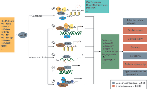 Figure 1. The mechanism of EZH2 in ocular diseases. Upstream mediators including noncoding RNAs and other factors (orange) can regulate EZH2 expression. (A) Canonically, EZH2, in the form of a catalytic subunit, interacts with two other PRC2 subunits (EED and SUZ12) to catalyze lysine 27 in histone H3 (H3K27me3) and thus suppresses gene expression. EZH2 regulates biological processes (green) in several signaling pathways (blue), including the Wnt/β-catenin pathway and PI3K/AKT pathway. (B) Noncanonically, EZH2, in the context of the PRC2 complex, methylates DNA through recruiting DNA methyltransferase (DNMT). (C) EZH2 is involved in histone 3 deacetylation by maintaining HDAC1, thus repressing p21 expression during tumor progression. (D) EZH2 acts as a chaperone to promote the cleavage of Alu RNA. (E) EZH2 functions as a coactivator with transcription factors such as E2F1. (F) EZH2 methylates nonhistone molecules including STAT3 to regulate the expression of downstream genes. EZH2 is overexpressed in pathological tissues in ocular tumors, corneal injury, cataract and diabetic retinopathy. However, the significance of the EZH2 level in inherited retinal diseases, glaucoma and age-related macular disease is unclear.