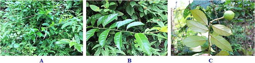 Figure 1. Morphology of C. trinervia. (A) C. trinervia wildly growing in the secondary forest along with some other plants; (B) leaf-bearing branchlet (upper side); (C) leaf-bearing branchlet (underside) and fruit.