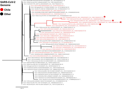 Figure 1. Phylogenetic tree of SARS-CoV2 by using the complete genome. The final dataset included 53 genomes. Chilean sequences are highlighted in red. The animal sequences are depicted with a red star.