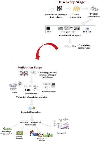 Figure 1. Common research steps on urinary proteomics. The first stage is to identify candidate biomarkers via proteomics analysis. When differentially expressed proteins are screened, candidate biomarkers in the validation group can be targeted. After identifying biomarkers, functional analysis of specific proteins can be carried out.
