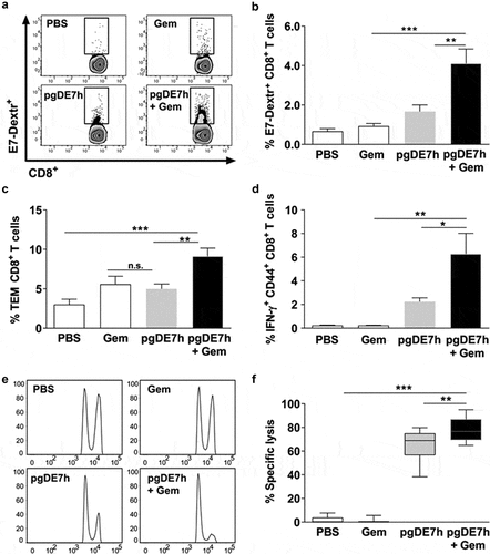 Figure 4. Activation of cytotoxic E7-specific CD8+ T cells in mice subjected to treatment with Gem and pgDE7h. Tumor-bearing mice (3 mm) received two i.p. doses of Gem (80 mg/kg) and/or i.m. immunization with pgDE7h (5 µg/dose) via EP at an interval of 7 days. Groups of mice were inoculated with PBS or only Gem as controls. Two weeks after the second immunization, splenocytes were collected and processed for immunological analyses. (a) Representative flow cytometry plots and (b) percentages of E7-specific CD8+ T cells determined by H2-Db E749–57 (RAHYNIVTF) tetramer staining gated on CD3+ CD8+ T cell subsets. Frequencies of (c) effector memory T cells (CD8+ CD44high CD62L−; Tem) in CD3+ CD8+ T cell subsets and (d) E7-specific CD44high IFN-γ+ in CD3+ CD8+ T cell after stimulation with the HPV-16 E7 Kb MHC class I-restricted immunodominant peptide. (e, f) Two weeks after the second pgDE7h dose, mice received CFSE-labeled splenocytes that were pulsed with the E7-derived peptide or left unpulsed. In vivo cytotoxic activity is expressed as results in a histogram (e) and (f) the percentages of target cell lysis. (n = 10). Values are expressed as the mean ± SEM. Statistical analysis: ANOVA, posttest: Bonferroni. *p < .05, **p < .01, ***p < .001