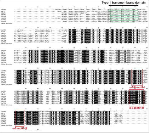 Figure 2. Amino acid (AA) sequence alignments using the ClustalW algorithm. Black and gray shadings represent conserved and highly similar AA, respectively, among the best candidate for putative fucosyltransferases from S. lycopersicum (SlFUTa), S. tuberosum (StFUTa), N. benthamiana (NbFUTa), N. tabacum (NtFUTd), C. annuum (CaFUTa), C. canephora (CcFUTb) and the 2 characterized galactoside 2-α-L-fucosyltransferases from Arabidopsis thaliana and Pisum sativum: AtFUT1 and PsFT1. The type-II transmembrane domains are boxed in green dashed lines. The conserved motifs (α-2/6-motif I, α-6-motif III and α-2-motif III) found in all known α-1,2-fucosyltransferases are boxed in red solid lines. Proteins are named according to the code presented in Table 1 .