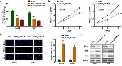 Figure 2. Knockdown of circ_0003528 suppresses the malignant behavior of HCC cells. (a) circ_0003528 expression was determined using RT-qPCR. (b) Cell viability was measured using the MTT assay. (c) The TUNEL assay was performed to determine cell apoptosis. (d) Expression of Bcl2, Bax, and p53 proteins.